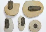 Lot: Assorted Devonian Trilobites - Pieces #119931-1